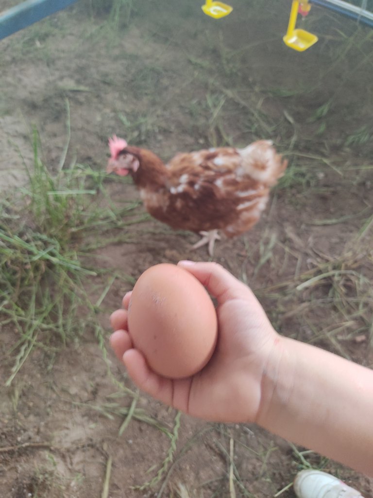 huevos