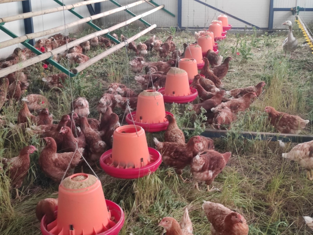 200 Gallinas Huevos ecologicos