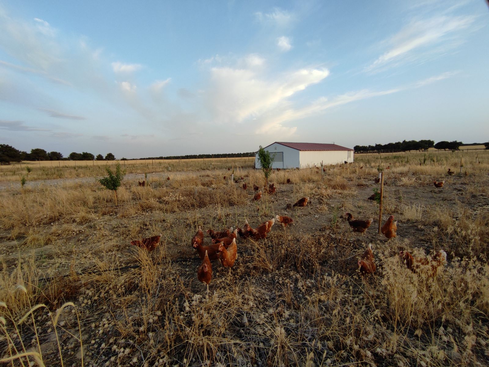 Pastoreo Huevos Ecologicos