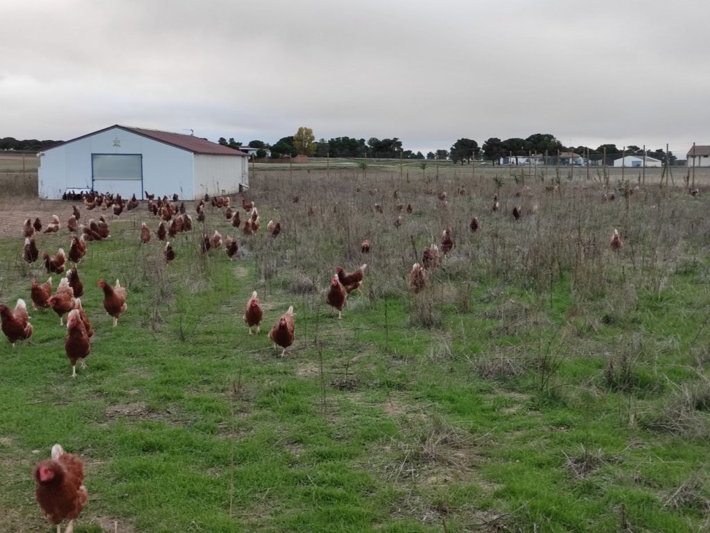 Pastos Invierno huevos ecologicos