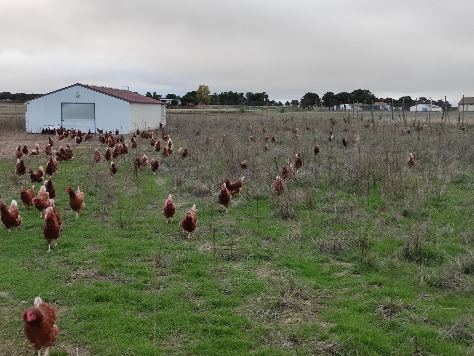 Pastos Invierno huevos ecologicos