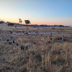 Huevos ecológicos Gallinas esparcidas