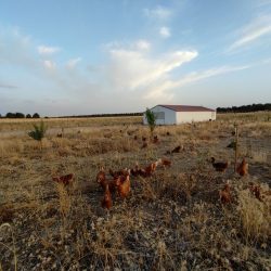 Pastoreo Huevos Ecologicos