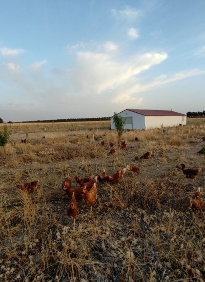 Pastoreo Huevos Ecologicos