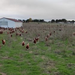 Pastos Invierno huevos ecologicos